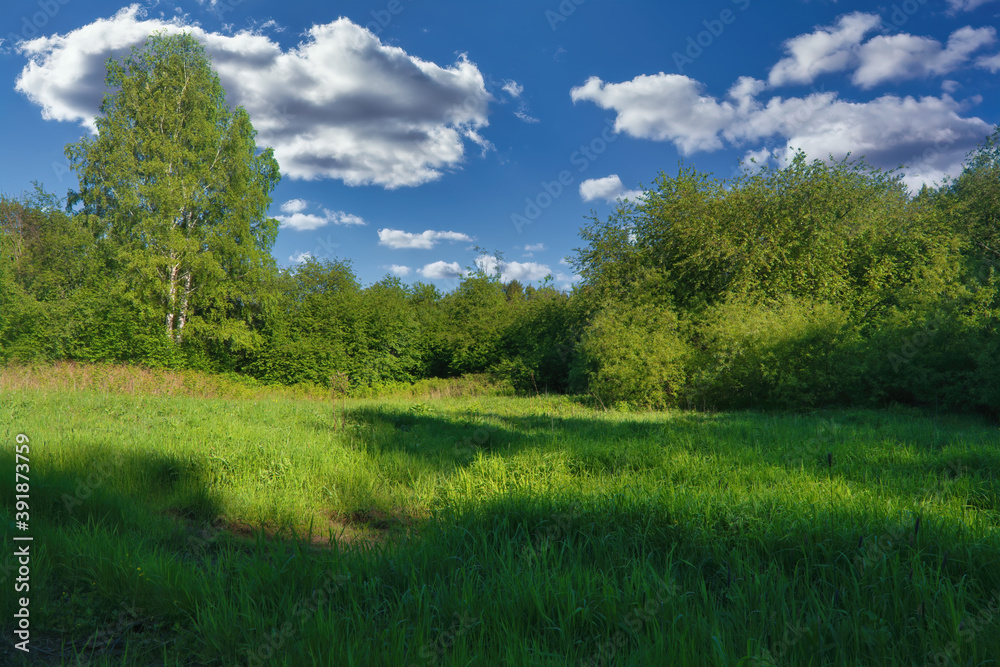 Summer landscape green meadow on a background of forest and cloudy blue sky.