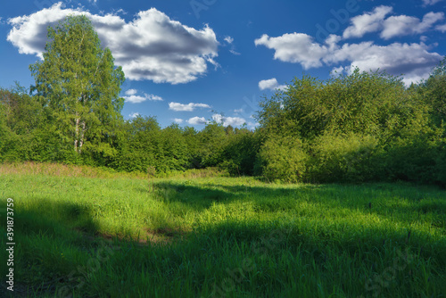Summer landscape green meadow on a background of forest and cloudy blue sky. © Anatoliy
