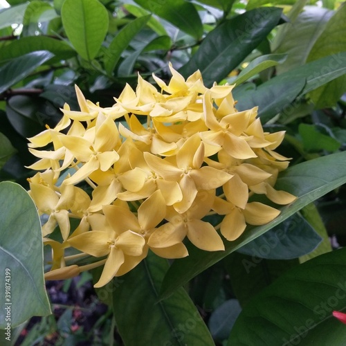Blossom