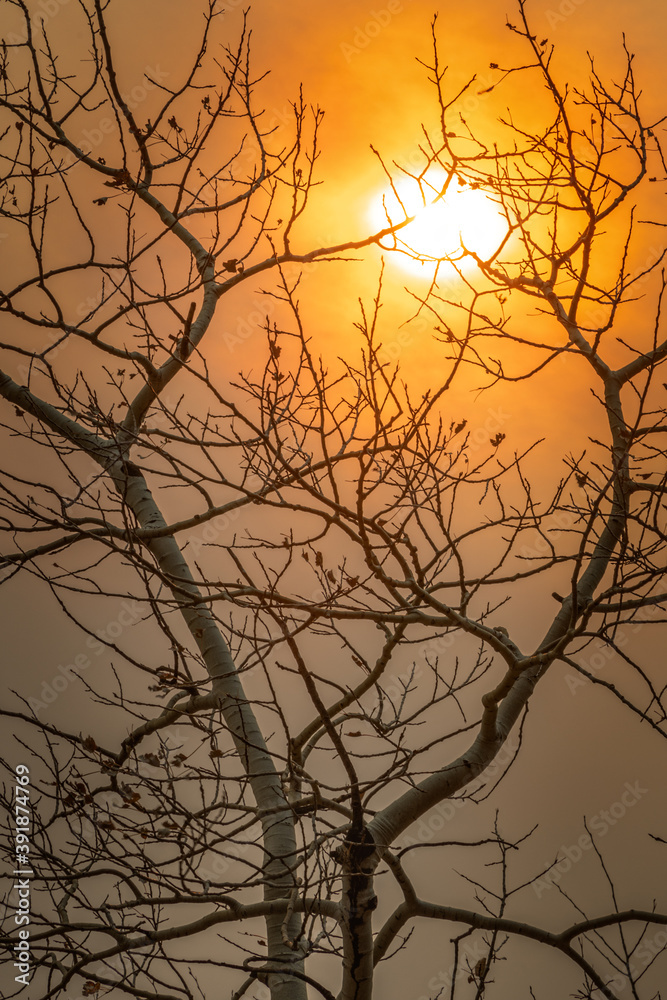 Bare aspen tree in October with an orange sky and sun behind, due to wildfires