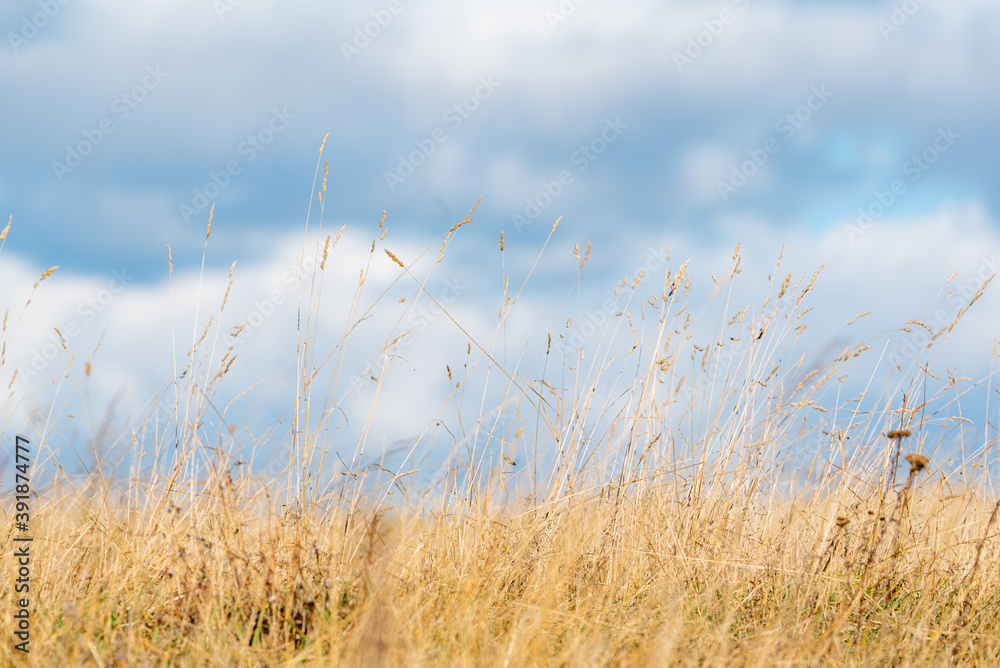Obraz premium Low angle view dry golden autumn grass straws glowing in bright sunshine against cloudy moody blue sky