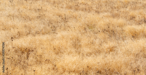 Natural golden autumn dry grass meadow yellow orange vibrant grassland rural texture