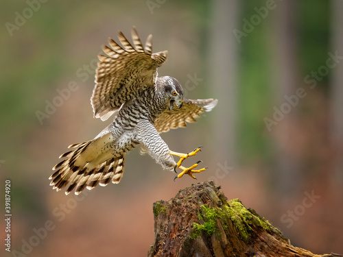 Northern goshawks can be found in both deciduous and coniferous forests. While the species might show strong regional preferences for certain trees