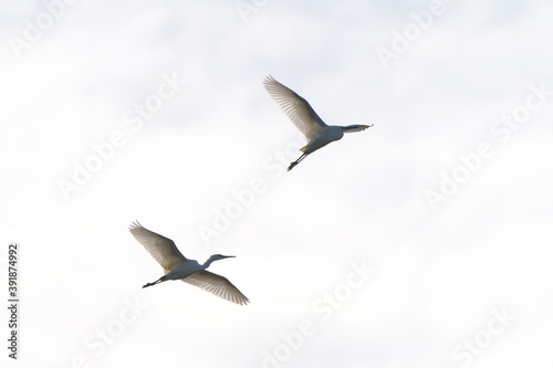 egret in flight © Matthewadobe