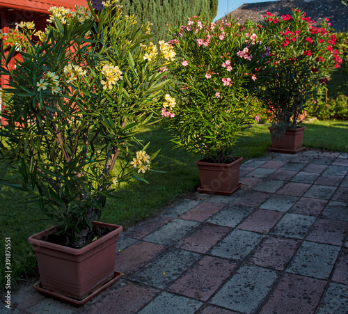 Nice oleanders in the garde...