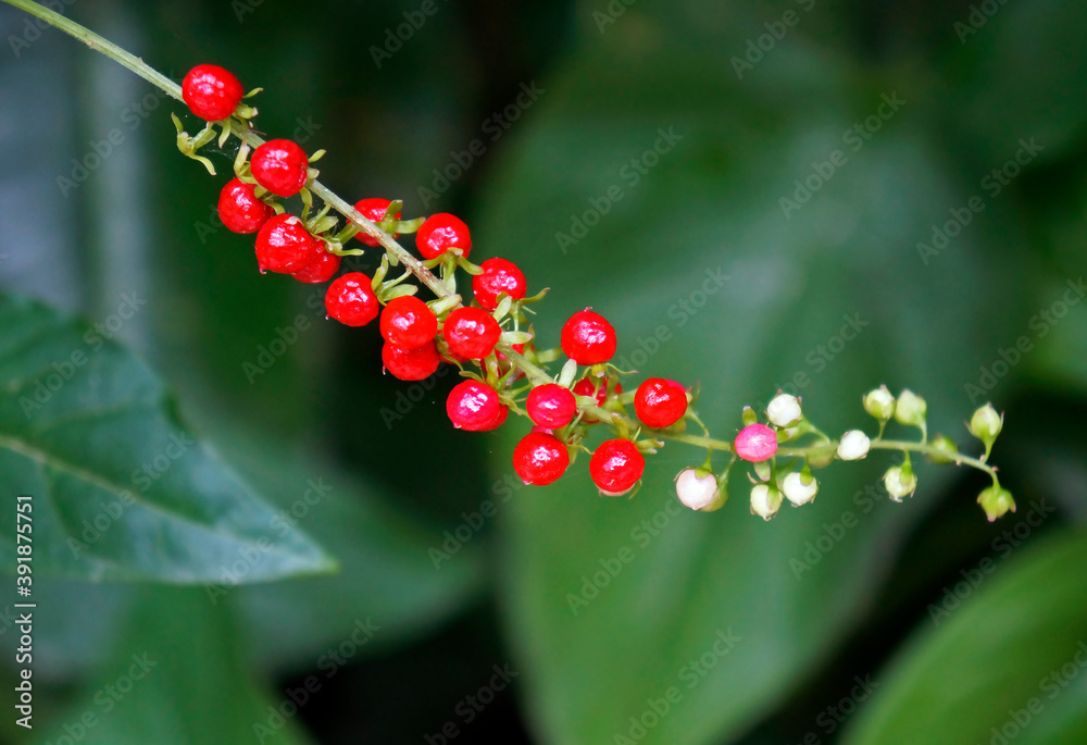 Wild red berries on tropical rainforest Wild red berries on tropical rainforest