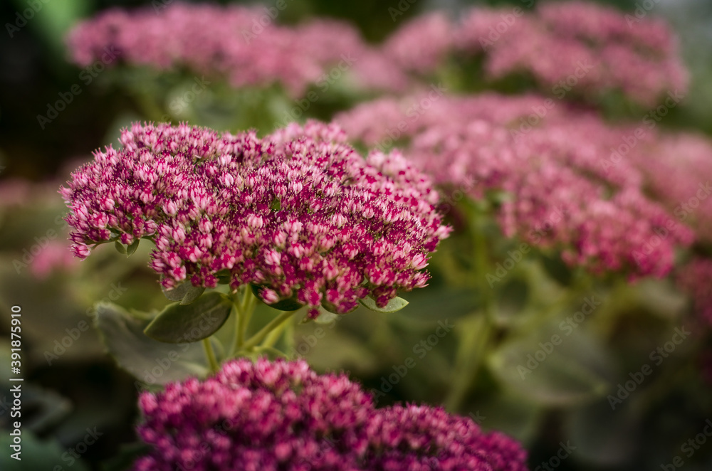 purple flowers, green background of leaves. inflorescence of small pink flowers purple flowers, green background of leaves. inflorescence of small pink flowers