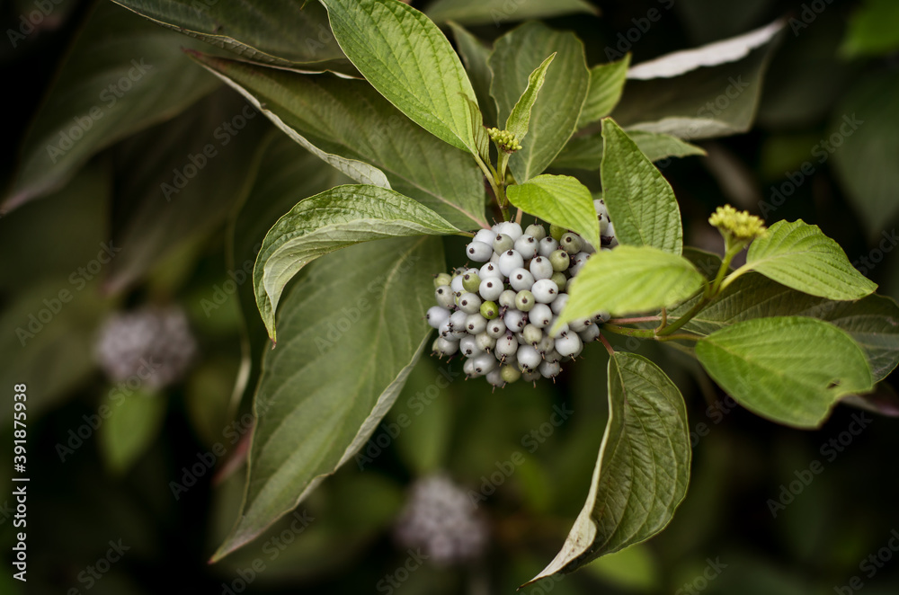 green Bush with lilac clusters of berries. green background green Bush with lilac clusters of berries. green background
