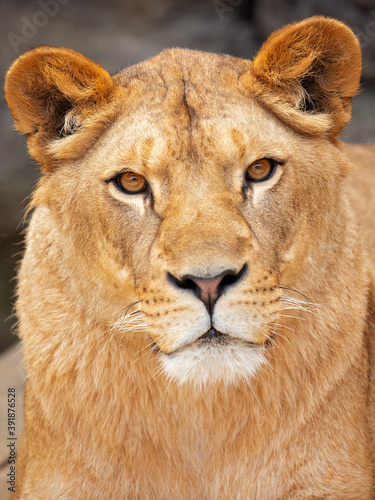 The type specimen of the Cape lion was described as very large with black-edged ears and a black mane extending beyond the shoulders and under the belly