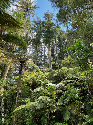 tropical redwood forest in the jungle
