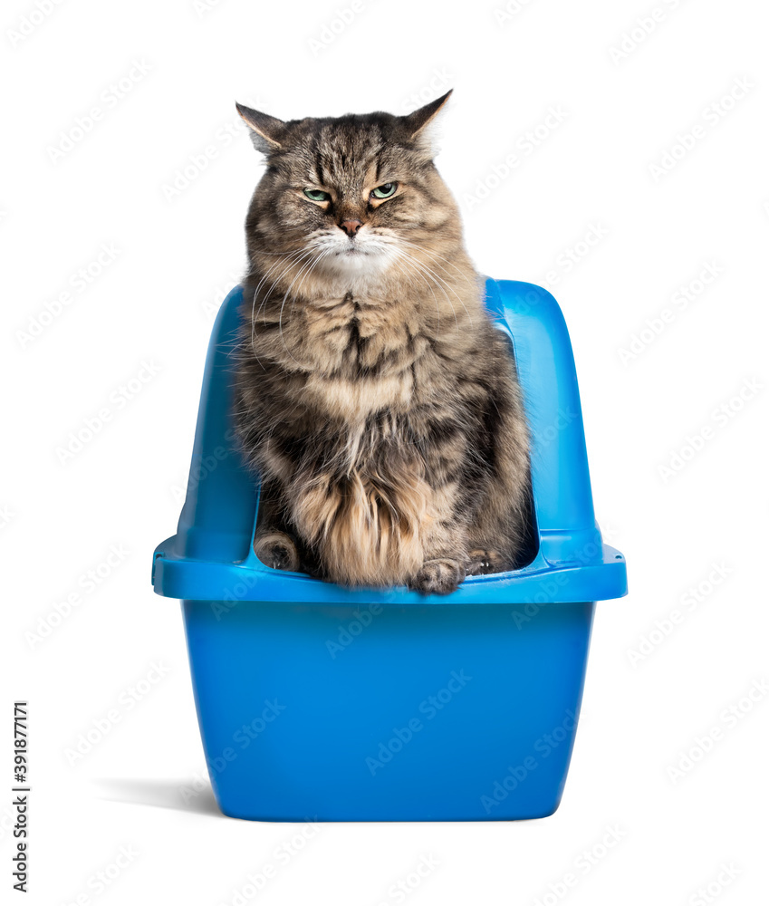 Foto de Cat using litterbox. Long hair senior tabby cat balancing on