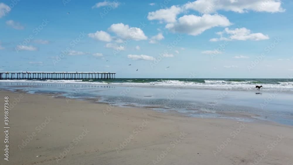 Pan view left following a dog running fast along the edge of the ocean past a pier and then into the water. There are no people on the beach Pan view left following a dog running fast along the edge of the ocean past a pier and then into the water. There are no people on the beach