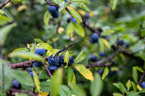 sloe berries on a bush