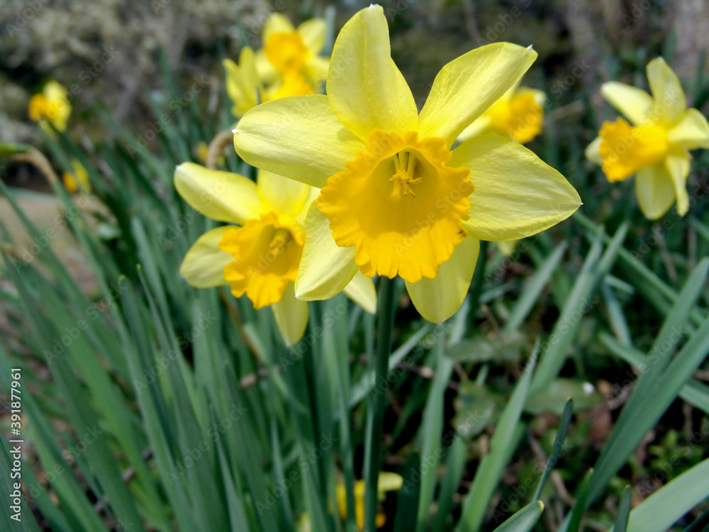 Yellow Daffodils in bloom surrounded by green stems. Yellow Daffodils in bloom surrounded by green stems.