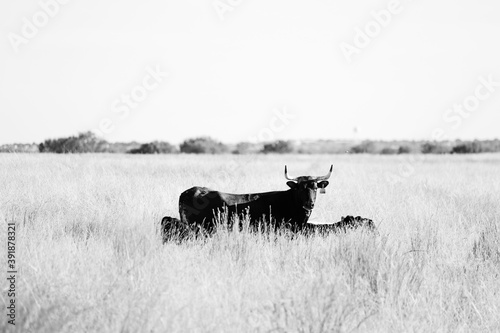Corriente cow with calves in fall prairie pasture.
