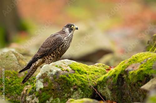 The peregrine's breeding range includes land regions from the Arctic tundra to the tropics.