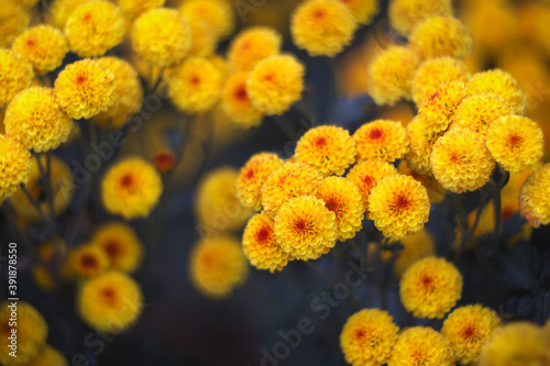 Yellow-orange chrysanthemums on a blurry background close-up. Beautiful bright chrysanthemums bloom in autumn in the garden. Chrysanthemum background with a copy of the space.