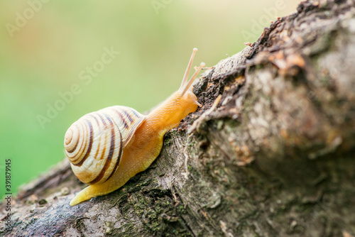 The snail on a tree in the garden. The snail glides over the trees branch