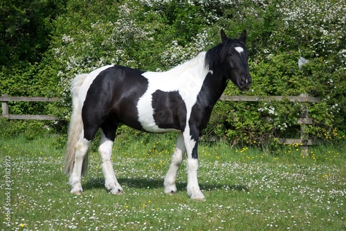 Black and White Cob Horse in a field