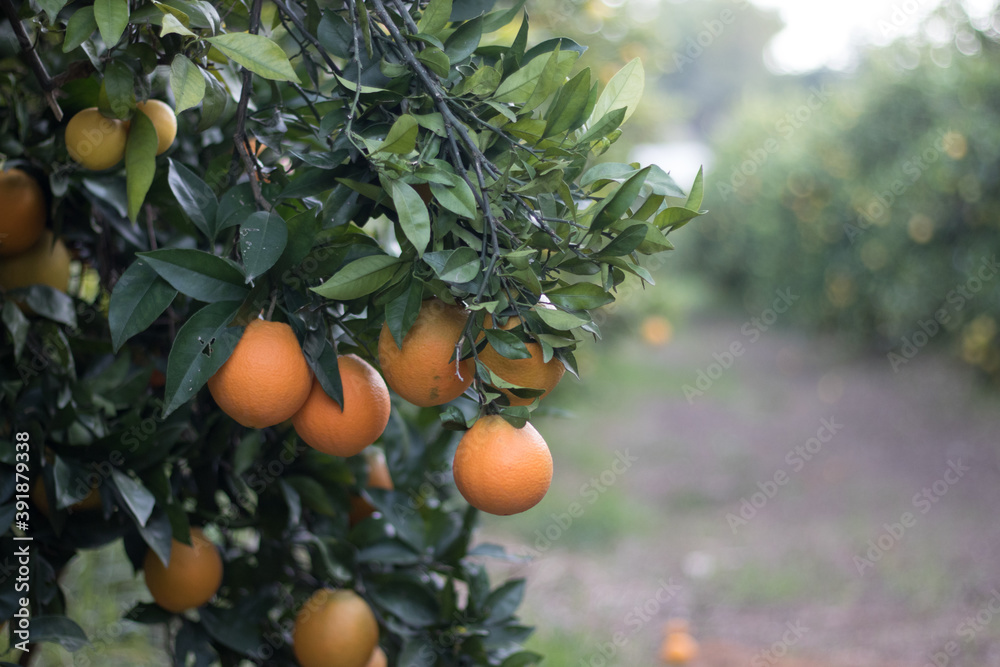 Campo de naranjos con naranjas listas para coger