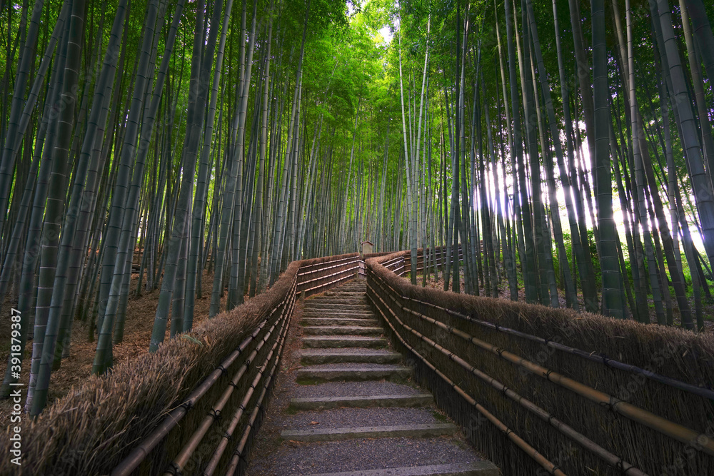 Fototapeta Bamboo Forest at Adashino Temple, Kyoto Pref., Japan