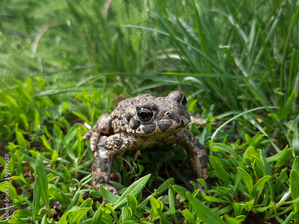 frog in the grass