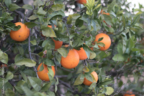 Campo de naranjos con naranjas listas para coger