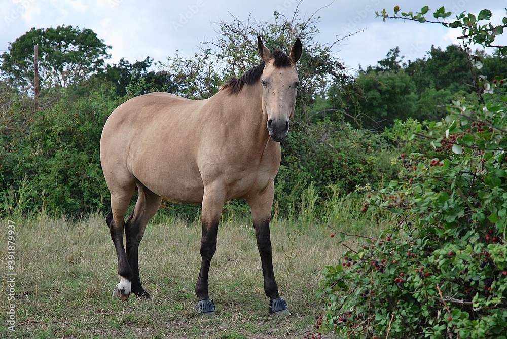 Obraz premium Moody Horse 