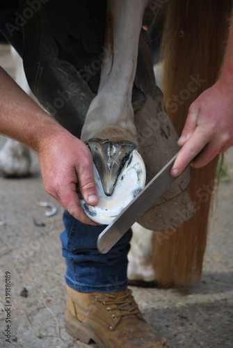 Horse farrier shoeing a horse