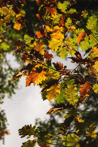 Brightful autumn oak leaves on a tree