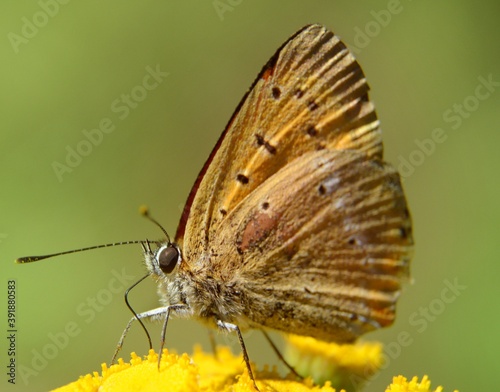 Lycaena phlaeas (Lycaena phlaeoides) - Motyl czerwończyk żarek na kwiatostanie wrotycza (Tanacetum vulgare) - Trójmiejski Park Krajobrazowy 
