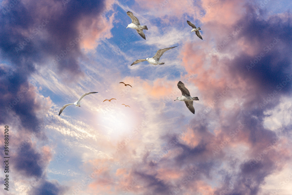 Seagulls Colorful Cloudy Sky