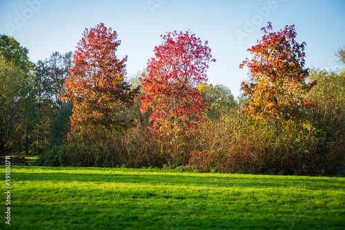 Beautiful romantic park with colorful trees and sunlight, autumn natural background, South Holland