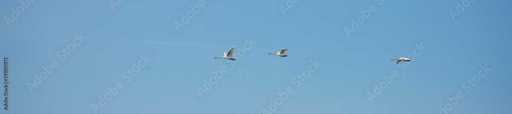 Panorama photo of three swans flying up in the bright blue sky.