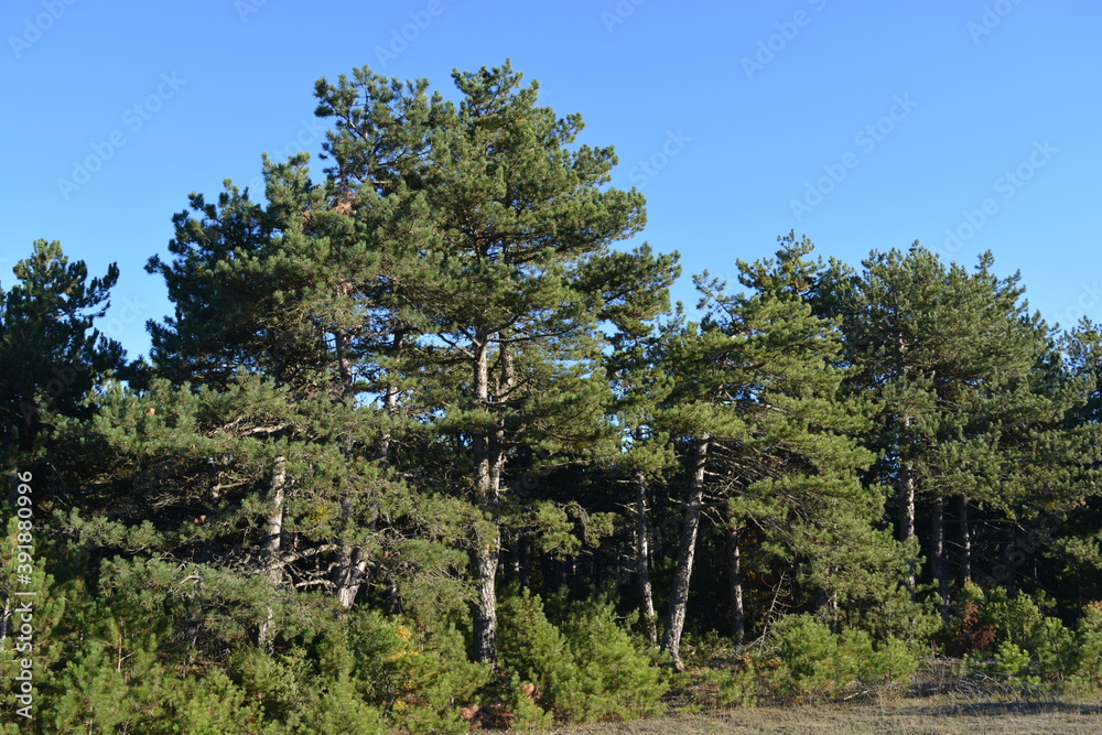 Pine Trees İn The Forest
