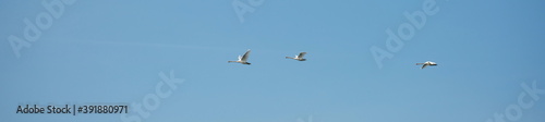 Panorama photo of three swans flying up in the bright blue sky.