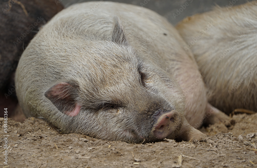 Resting purebred pigs