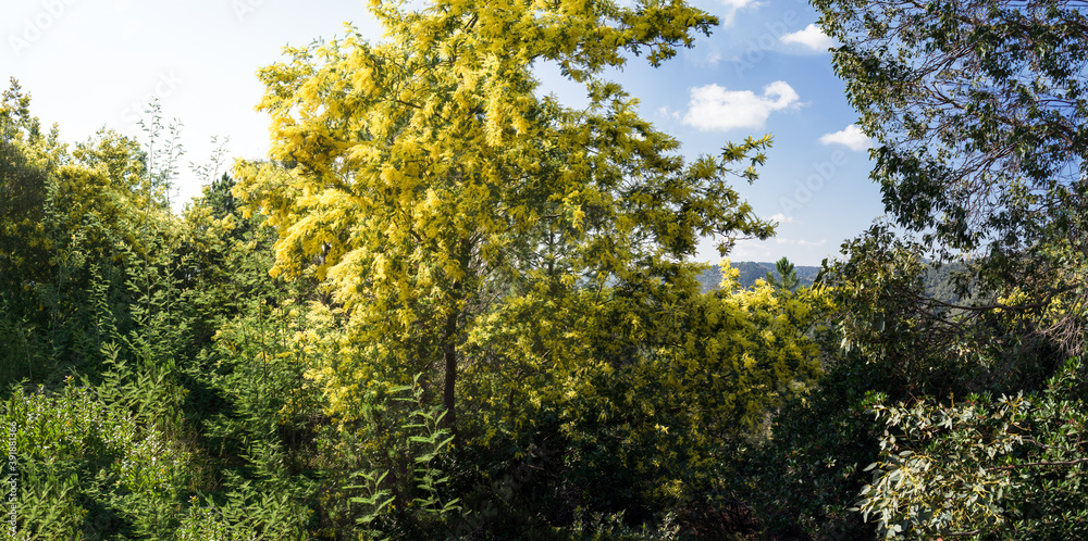 Beautiful yellow mimosa in bloom in the hills near Cannes Beautiful yellow mimosa in bloom in the hills near Cannes