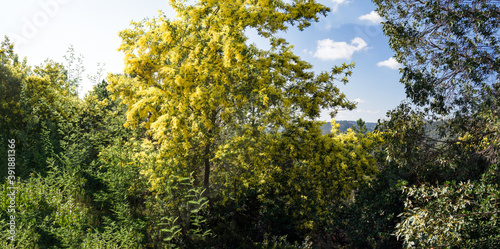 Beautiful yellow mimosa in bloom in the hills near Cannes
