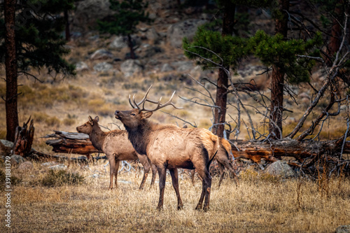 Male elk in the fall meadows of the Rocky Mountain Natinal Park Colorado
