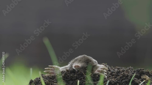 Mole digging the soil and destroying the garden photo