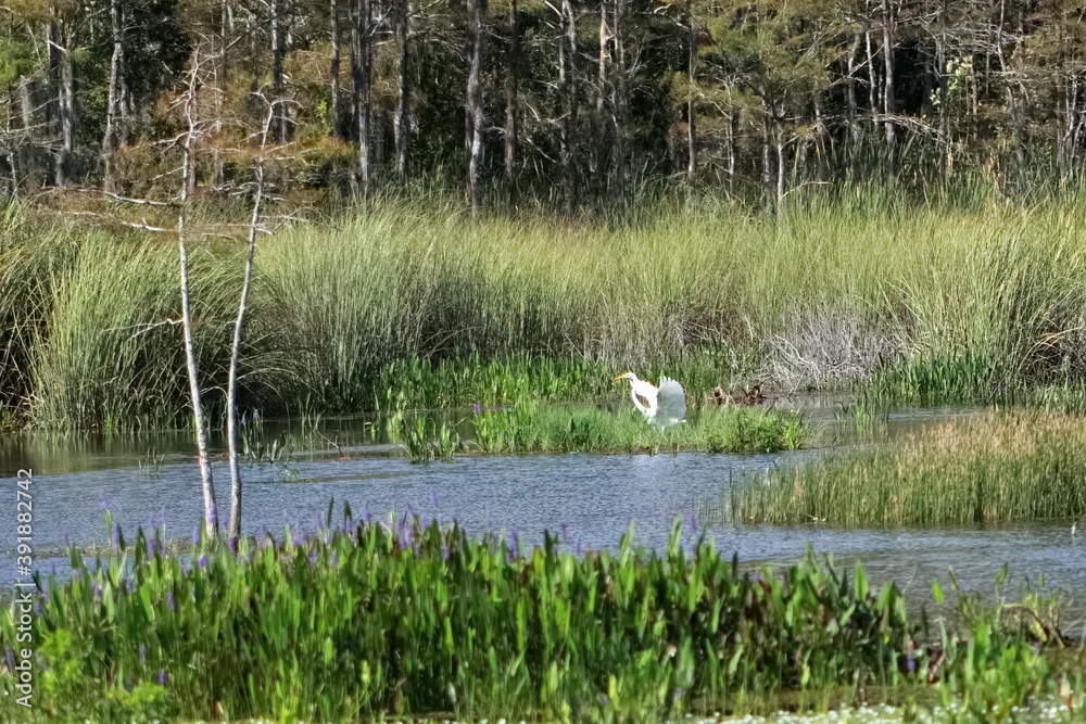 great egret flying across the wetlands great egret flying across the wetlands