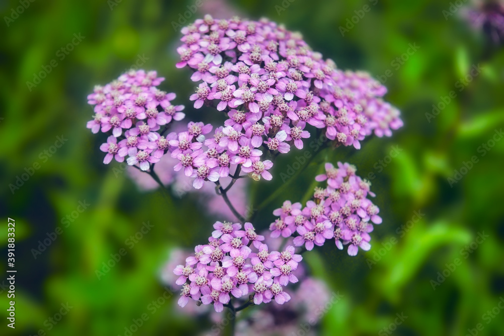 Achillea millefolium, known commonly as yarrow. Wildflower. Achillea millefolium, known commonly as yarrow. Wildflower.