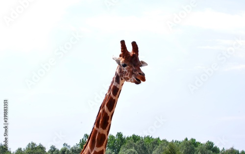 Canvas Print Neck and head of a giraffe