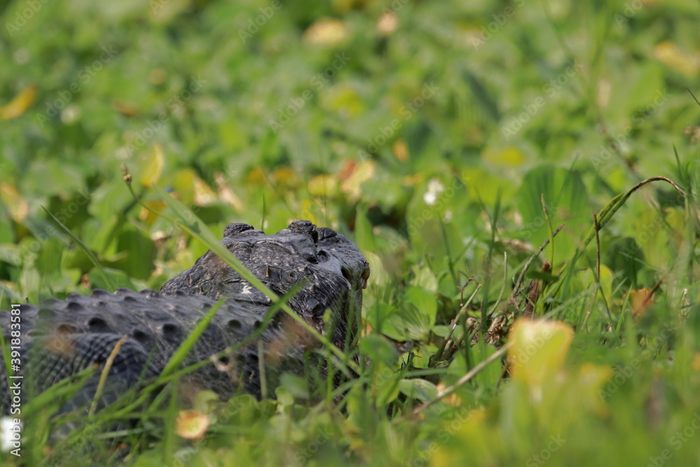 Naklejka premium Alligator sunning in South Florida. 