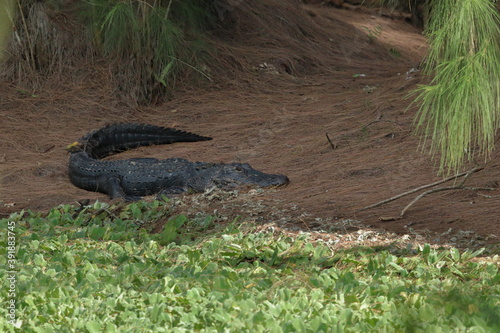 Alligator sunning in South Florida. 