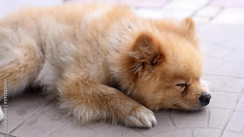 Orange pomeranian spitz dog resting outside Orange pomeranian spitz dog resting outside