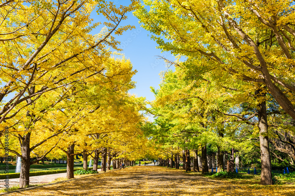 紅葉のイチョウ並木