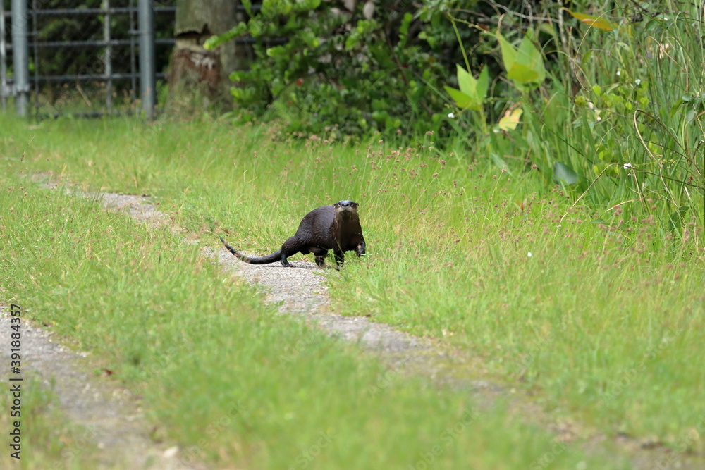 Cute otter checking out a visitor on the trail. Cute otter checking out a visitor on the trail.