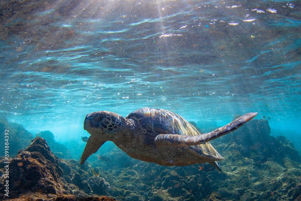Obraz premium Hawaiian Green sea Turtle cruising in the warm waters of Maui